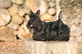SCOTTISH TERRIER 132
